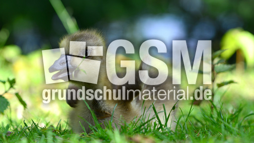 Kanadagansküken (24).jpg